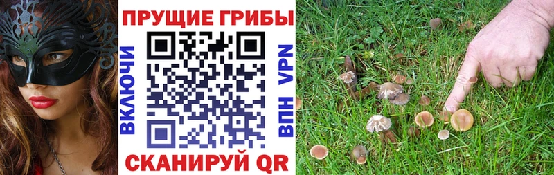 Псилоцибиновые грибы Psilocybine cubensis  Купить  Питкяранта 
